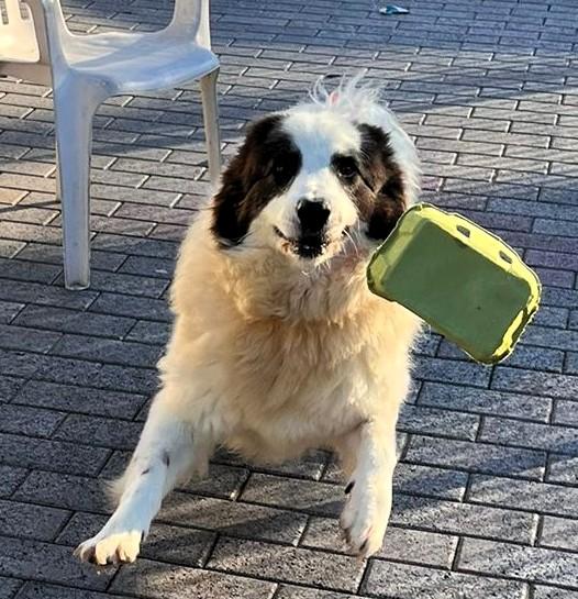 SIMBA  ASPETTA DA TROPPO TEMPO UNA FAMIGLIA Foto 2